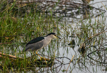 A  white breasted waterhen in a lake, India