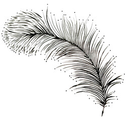 Feather  watercolor illustration.Manual composition.Design for cover, fabric, textile, wrapping paper .