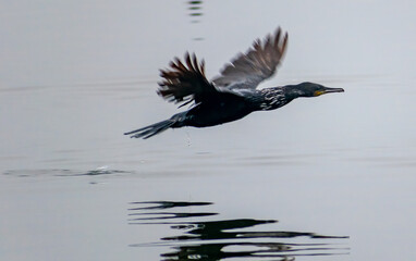 Cormorants flying over a lake in India