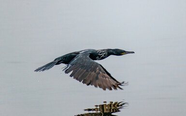 Cormorants flying over a lake in India