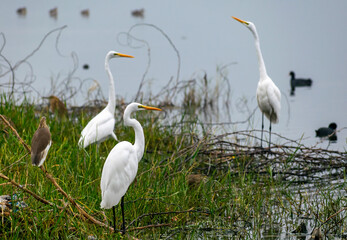 Great egret, Bharatpur Bird Sanctuary