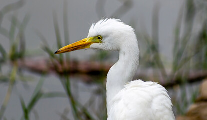 Great egret, Bharatpur Bird Sanctuary