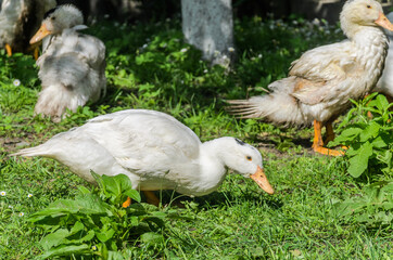 Ducks walk around a home farm	