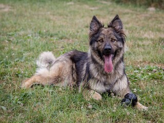 Altdeutscher Schäferhund liegt auf Wiese mit Spielzeug