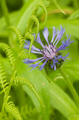 Perennial cornflower (Centaurea montana) flower in spring