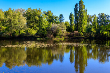 View of a beautiful lake in a green forest