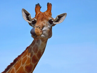 Portrait curious giraffe head licking (Giraffa camelopardalis) tongue out isolated on blue sky. Cute giraffe face head looking & licking. Giraffe licking with tongue - head shot - wildlife animal.