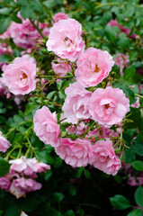 Naklejka na ściany i meble pink roses detail