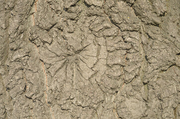 A closeup of an oak tree trunk with healing round shape on bark. Rough natural background. Selective focus.