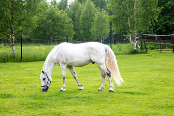 Naklejka na ściany i meble A white horse grazes on a field in summer
