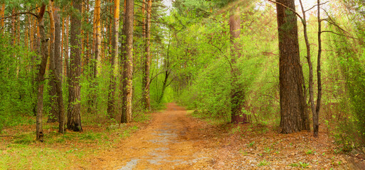 Panorama of the spring forest, with the road going into the distance. Sun rays in the forest...