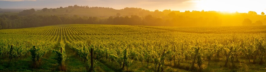 Sunset landscape, Bordeaux wineyard, Langoiran, france - obrazy, fototapety, plakaty