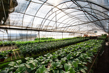 Inside shot of a vegetable green house in China.