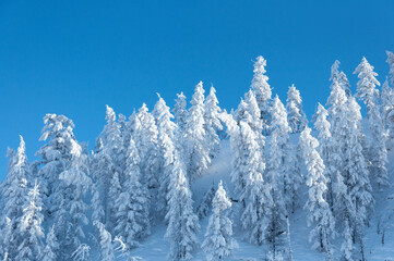 Scenic winter landscape of boreal forest (taiga) with spruce trees covered in snow on sunny day on the road to Oymyakon in the Republic Sakha Yakutia, Russia