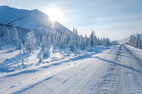 Scenic Winter Landscape Of Boreal Forest (taiga) With Spruce Trees Covered In Snow On Sunny Day On The Road To Oymyakon In The Republic Sakha Yakutia, Russia