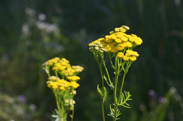 Closeup of yellow Tansy inflorescence against a dark green blurred backdrop of vegetation, outdoors. Side view.
