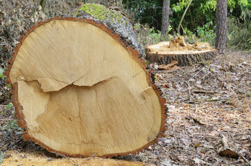 Closeup of a crosscut with a small ledge of an oak trunk in the forest. Age about 65 years. End view.

