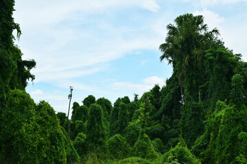 Obraz premium Overgrown rainforest