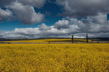 Fototapeta na wymiar Field of rapeseed, canola or colza. rapeseed field and blue sky