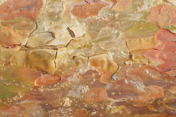 View of a young pine bark on a curved surface of a tree trunk. Natural pattern of red green yellow color.