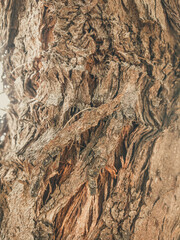 Beautiful view of closeup gray-brown tree bark texture. Stories vertical format. Ideal for use in the design, wallpaper and background
