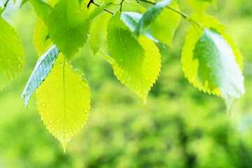 wet leaves of elm tree with raindrops close up in city park after rain in summer with blurred...