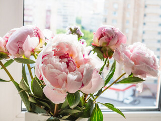 bouquet of fresh pink peonies in vase near window of city apartment (focus on the bloom on foreground)