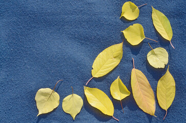 Autumn yellow leaves of apricots and cherries on the right in the corner on a blue woolen fabric. Place for text. Top view.