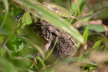 Frog in the grass