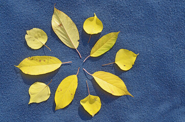 Ten autumn yellow leaves of apricots and cherries in the shape of a circle on a blue woolen fabric. Top view.