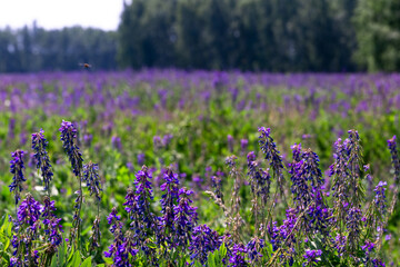 endless fields of purple flowers