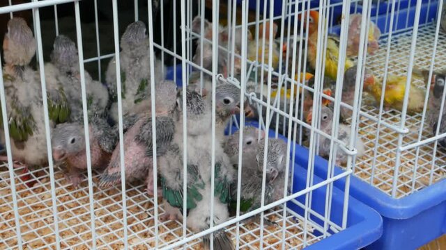 Parrot chicks in cages on pet market. From above birds being kept in small cage on Chatuchak Market in Bangkok, Thailand.