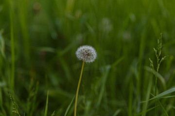 Dandelion seeds in the green beckground of summer meadow
