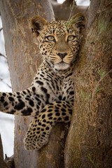 A vertical portrait of a young leopard sitting in tree in Kruger Park South Africa