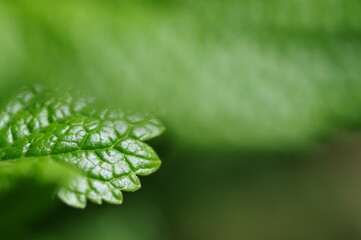 緑の植物を活かした背景素材