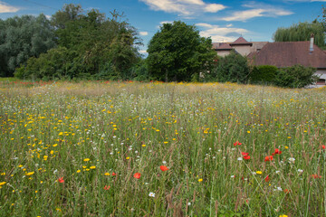 Blumenwiese in Plobsheim im Elsass