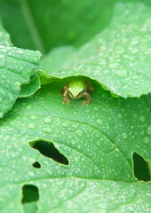 雨宿りの雨蛙