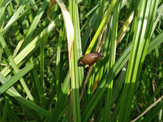 little snail creeps on green grass