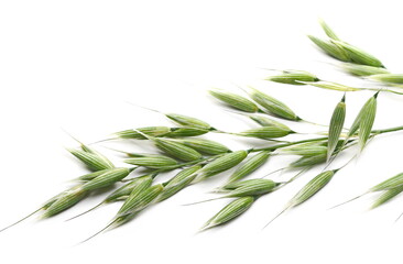 Green oat ears and groats, plant with stem isolated on white background