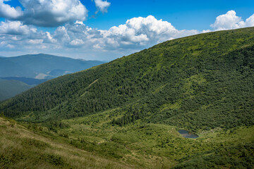 Fototapeta na wymiar Panoramic view of green hills with pine-trees in summer Carpathian mountains