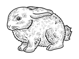 little rabbit sketch raster illustration
