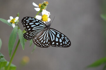 西表島のリュウキュウアサギマダラ