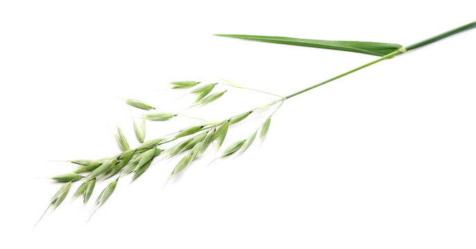 Green oat ears and groats, plant with stem isolated on white background