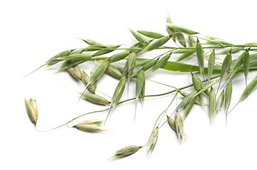 Green oat ears and groats, plant with stem isolated on white background