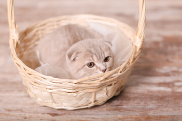 Obraz premium Scottish fold cat on beige background. Cute little kitty.