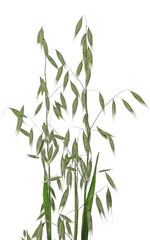 Green oat ears and groats, plant with stem isolated on white background with clipping path