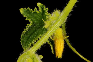 Cucumber (Cucumis sativus). Floral Bud Closeup