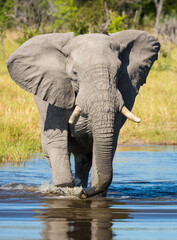 Vertical portrait of an adult elephant walking through river in Khwai Okavango Delta Botswana
