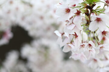 目黒川とその周辺で満開となったソメイヨシノ