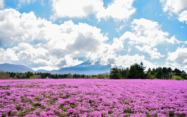 山頂に雲がかかった富士山と美しく一面に咲きそろった芝桜